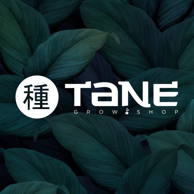 Tane