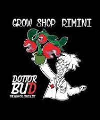 DOTT BUD RIMINI